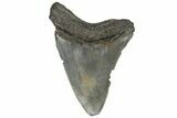 Bargain, Fossil Megalodon Tooth - South Carolina #187794-1